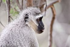 Grüne Meerkatzen (19 von 67).jpg